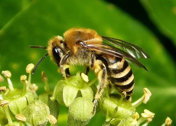 Tipos de abejas - Abejas de la familia Colletidae