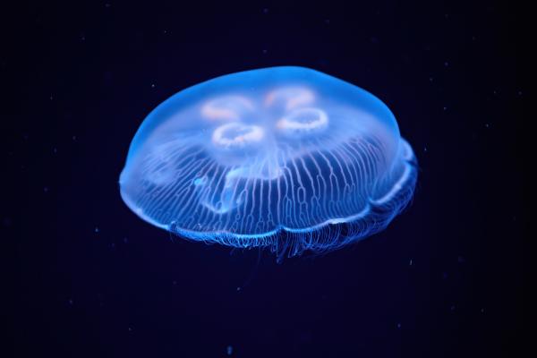 Medusas del Mediterráneo - Medusa común (Aurelia aurita)