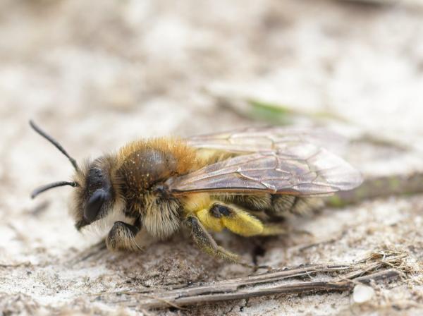 Tipos de abejas - Abejas de la familia Andrenidae