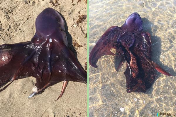 有毒章鱼 - 蝠鲼或面纱章鱼（Tremoctopus violaceus）