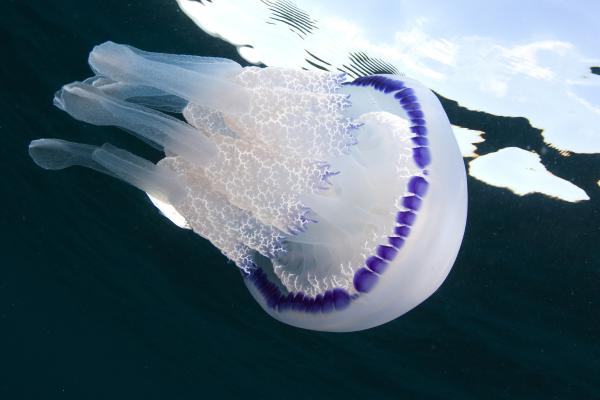Medusas del Mediterráneo - Aguamala azul (Rhizostoma pulmo)
