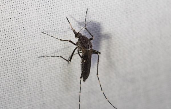 Tipos de mosquitos - Mosquito oscuro de campos de arroz (Psorophora columbiae)