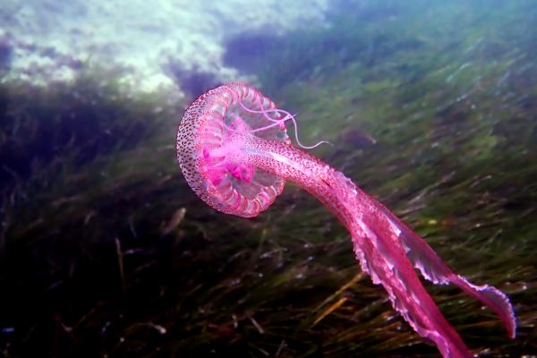 Medusas del Mediterráneo - Medusa luminiscente (Pelagia noctiluca)