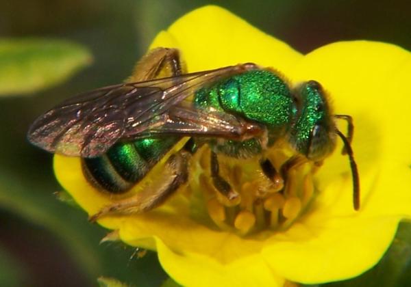 Tipos de abejas - Abejas de la familia Halictidae