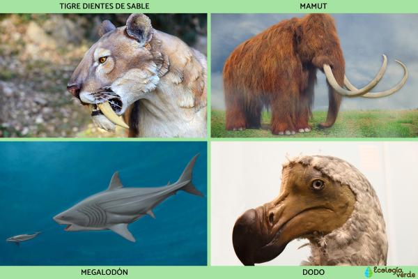 Animales prehistóricos: ejemplos de especies extintas y vivas - Animales prehistóricos extintos 