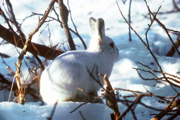 Liebre ártica: características, hábitat y alimentación