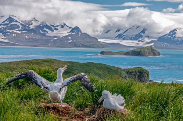 Albatros viajero: características, dónde se encuentra y alimentación