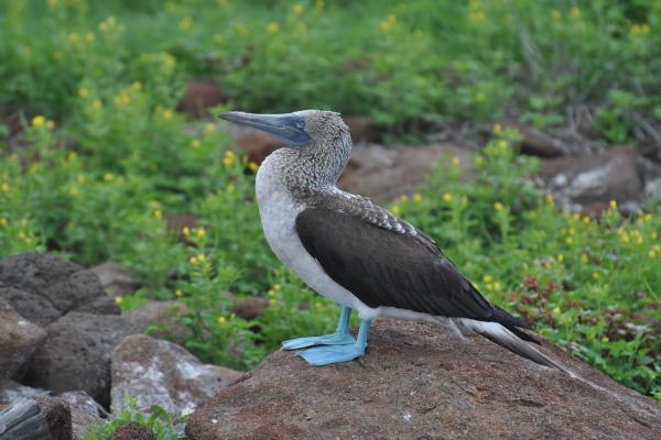 Piquero de patas azules: características, dónde vive y alimentación