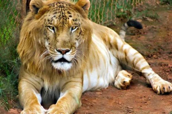 Animales híbridos: ejemplos y características - Tigón (Panthera tigris × Panthera leo)