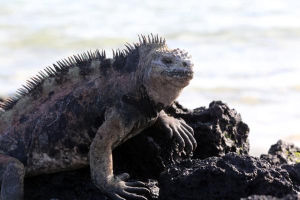Iguana marina: características, alimentación y dónde vive