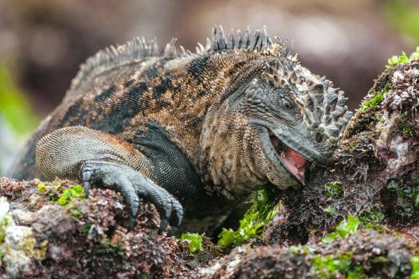 Iguana marina: características, alimentación y dónde vive - Alimentación de la iguana marina