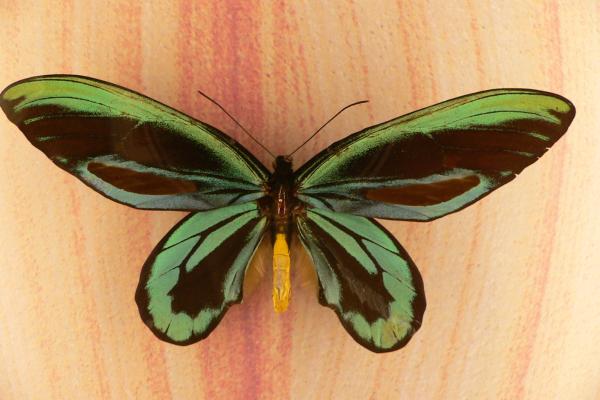 蝴蝶种类 - 亚历山大皇后蝶 (Ornithoptera alexandrae)