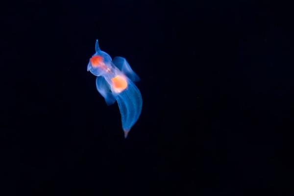 海天使是什么？特征、分布与食性全解读（含代表种类）