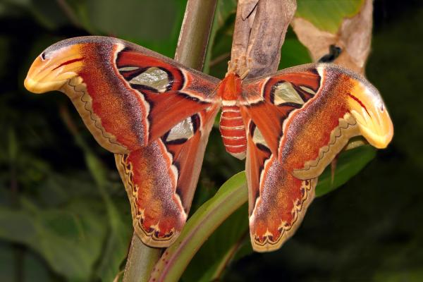 蝴蝶的种类 - 阿特拉斯蝴蝶（Attacus atlas）