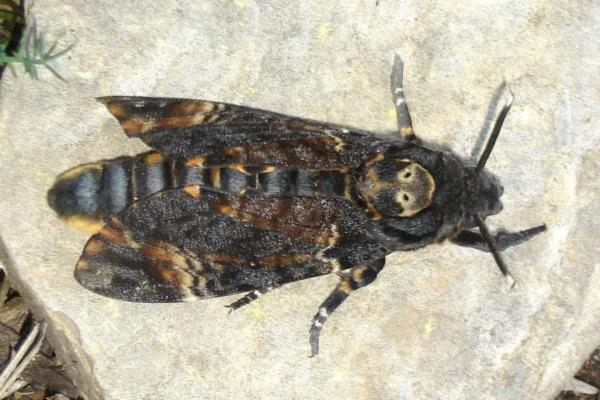蝴蝶的种类 - 骷髅蝶 (Acherontia atropos)