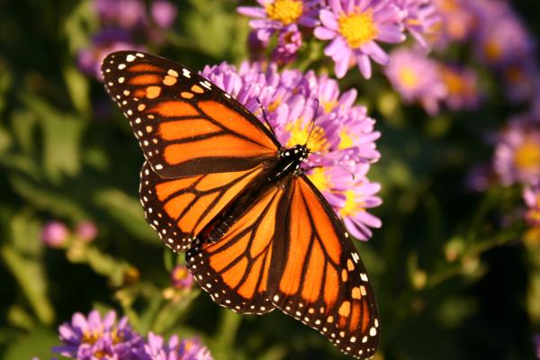 Tipos de mariposas - Mariposa monarca (Danaus plexippus) 