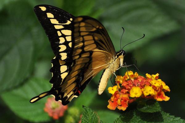 Tipos de mariposas - Mariposa de los naranjos (Papilio thoas)