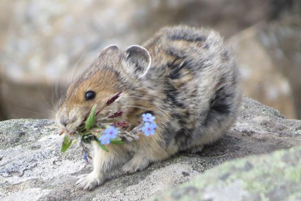 Lagomorfos: ejemplos y características