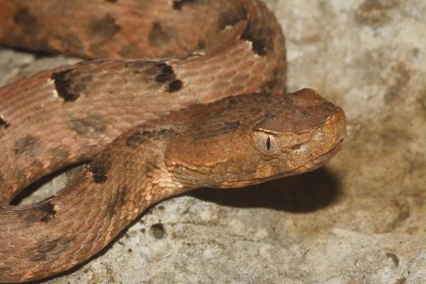 Especies endémicas de Yucatán - Nauyaca nariz de cerdo yucateca (Porthidium yucatanicus)