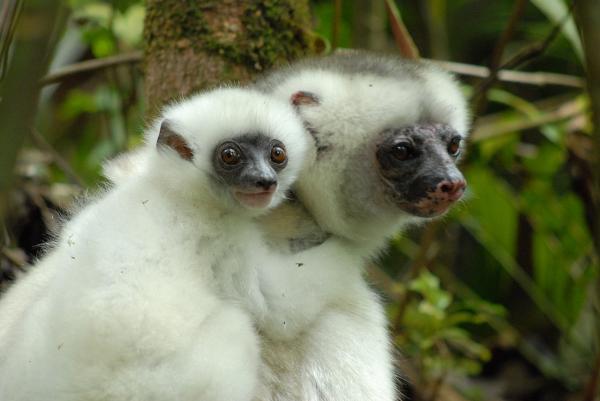 Monos en peligro de extinción - Sifaca sedoso (Propithecus candidus)