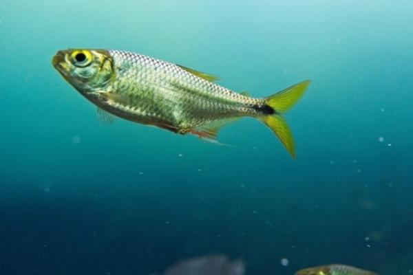 Animales en peligro de extinción en Puebla - Sardinita de Tehuacán (Astyanax tehuacanensis)