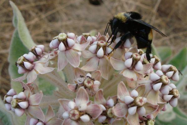 下加利福尼亚州的濒危动物——克氏大黄蜂（Bombus crotchii）