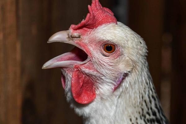 无牙动物——鸡（Gallus gallus domesticus）