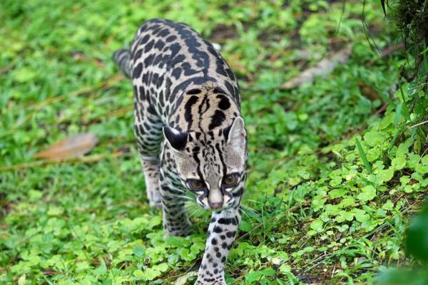Animales en peligro de extinción en Guanajuato - Tigrillo (Leopardus wiedii)