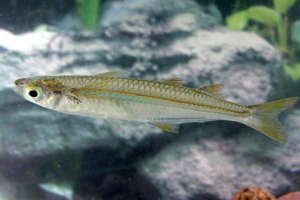 Animales en peligro de extinción en Puebla - Charal de La Preciosa (Poblana letholepis)