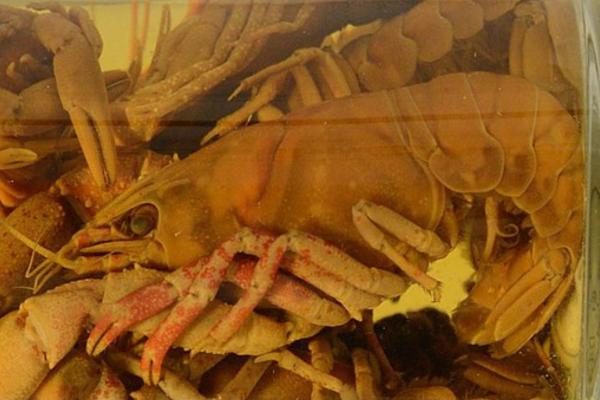 Animales en peligro de extinción en Guanajuato - Procambarus digueti (Procambarus digueti)
