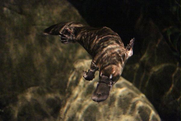 无牙动物——鸭嘴兽（Ornithorhynchus anatinus）