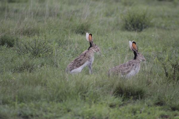 Animales en peligro de extinción en Guanajuato - Liebre de flancos blancos (Lepus callotis)