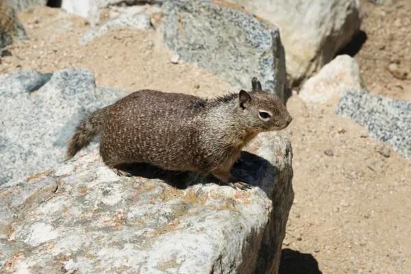 Animales en peligro de extinción en Puebla - Ardilla terrestre de Perote (Xerospermophilus perotensis)