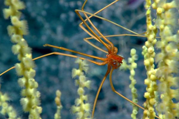 Arañas de mar: características, hábitat y alimentación - Alimentación de las arañas de mar