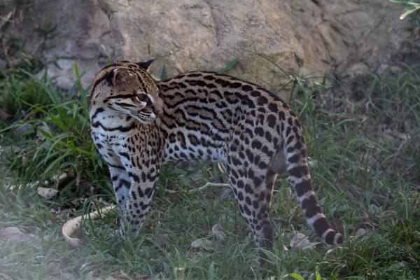 Animales en peligro de extinción en Guanajuato - Ocelote (Leopardus pardalis) 