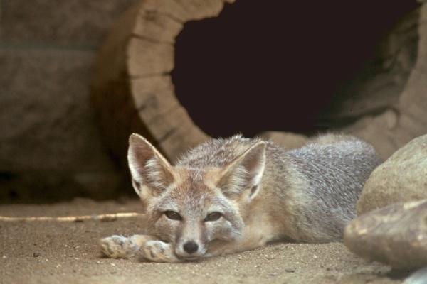 下加利福尼亚州的濒危动物——北狐（Vulpes macrotis）