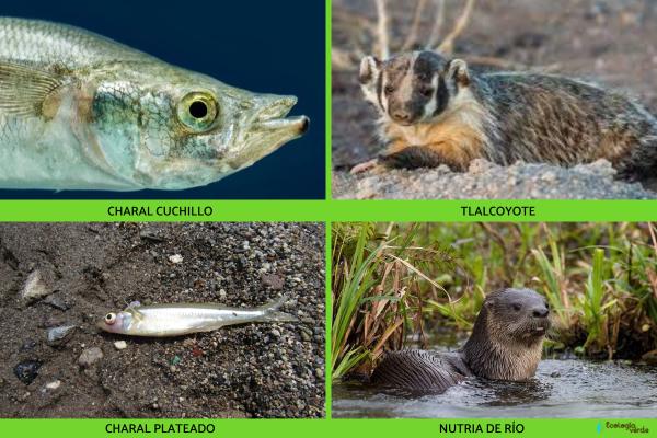 Animales en peligro de extinción en Guanajuato - 