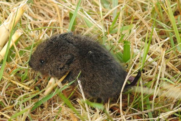 Animales en peligro de extinción en Puebla - Metorito de Xalapa (Microtus quasiater)