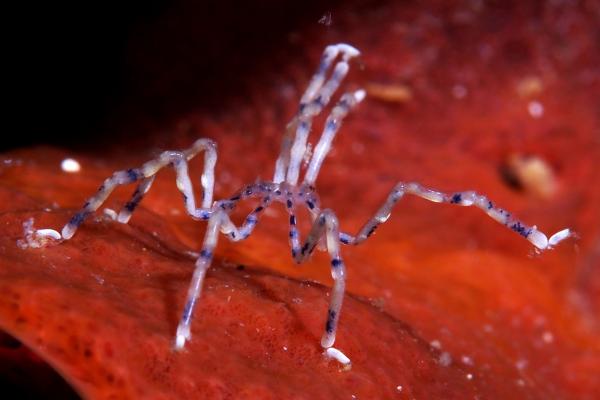 海蜘蛛（海洋蜘蛛）是什么？特征、栖息地与食性全解