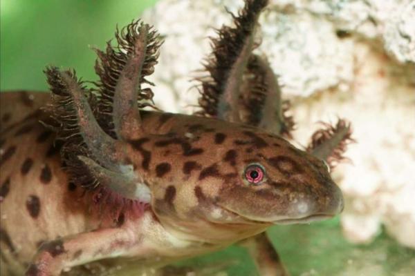 Animales en peligro de extinción en Puebla - Ajolote de Alchichica (Ambystoma taylori)