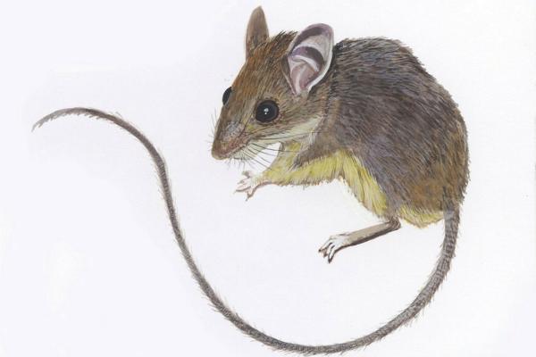 Animales en peligro de extinción en Puebla - Ratón ciervo poblano (Peromyscus mekisturus)