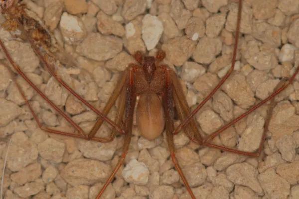 Animales venenosos de México - Araña violinista (Loxoceles spp.)