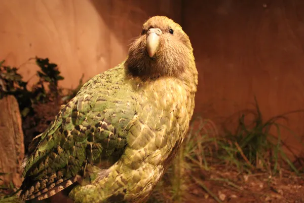 que_come_el_kakapo_5368_2_600.webp