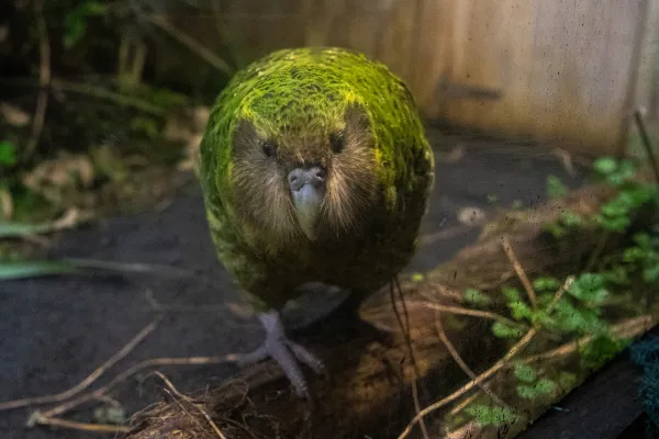 amenazas_y_conservacion_del_kakapo_5368_4_600.webp