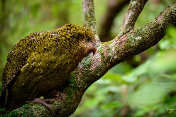 Kakapo: características, dónde vive, qué come y curiosidades - Características del kakapo 