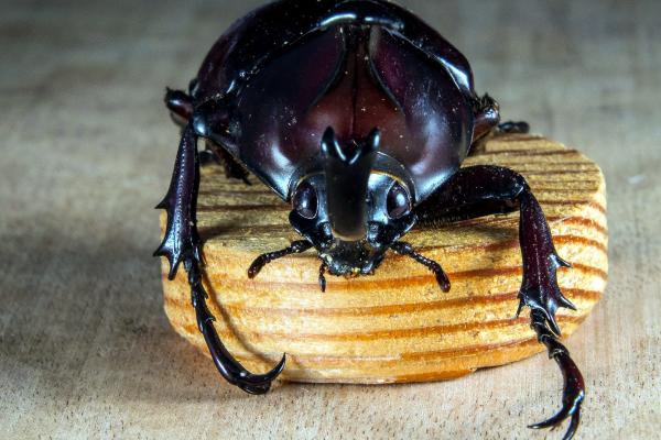 Animales con exoesqueleto - Escarabajos (Coleoptera)