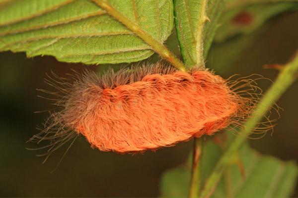 Oruga peluche: picadura y dónde se encuentra - Características de la oruga peluche