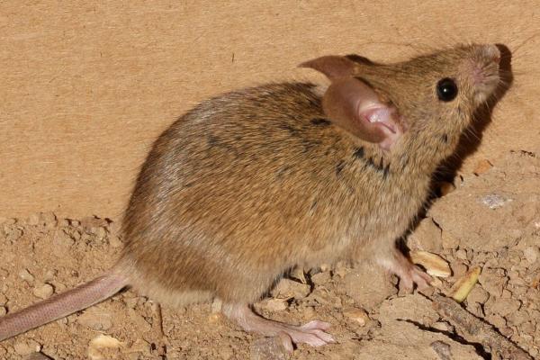 Tipos de roedores - Ratón común (Mus musculus)