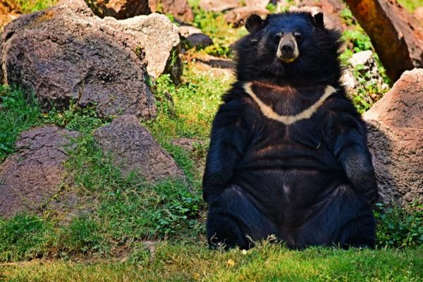 熊的种类 - 亚洲黑熊（Ursus thibetanus）