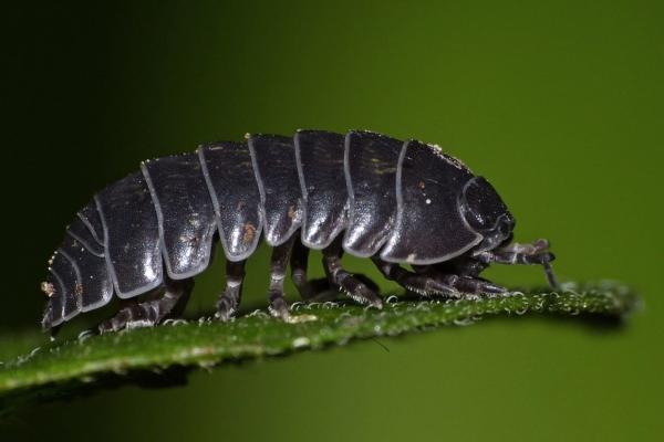 Animales con exoesqueleto - Bichos bolita (Oniscideus)